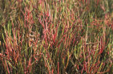 Virginia glasswort