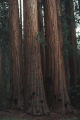 Giant sequoia