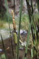 Southern cattail