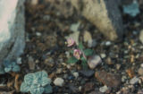 Velvet turtleback and evening primrose