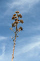 Desert agave