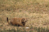 Prairie dog