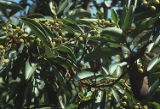 Pacific madrone