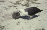 Laysan albatross