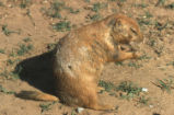 Prairie dog