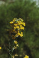 Sanddune wallflower