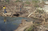 Beaver dams