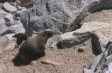 Yellow-bellied marmot