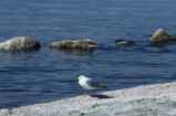 Ring-billed gull