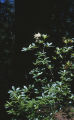 Western azalea