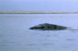 Gray whale