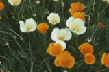 California poppy