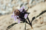 Common selfheal