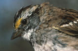 White-throated sparrow