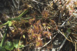 Roundleaf sundew