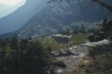 Mountain goat