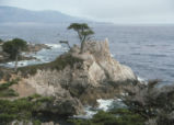 Lone Cypress