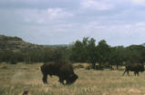 American bison