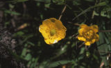 California buttercup