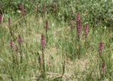 Elephanthead lousewort