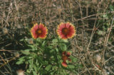 Indian blanket