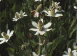 Yerba mansa