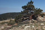 Jeffrey pine