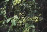 American black elderberry