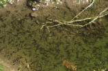 Red-spotted toad tadpoles