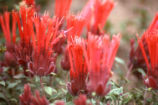 Red monardella