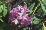 Pacific rhododendron