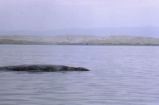 Gray whale