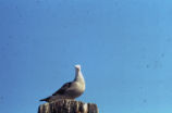 Heermann's gull