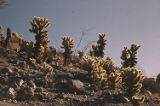 Teddybear cholla