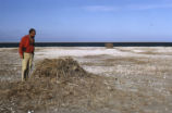 Osprey nest