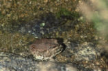 Red-spotted toads mating