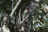 Red-crowned parrot