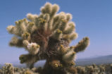 Cactus wren nest