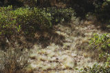 Tussock grass and manzanita