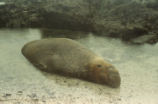 Northern elephant seal