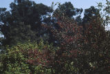 Redberry buckthorn