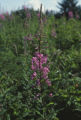 Fireweed