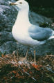 Ring-billed gull