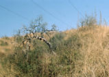 Coastal sage scrub oak