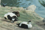 Common eider