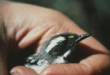 Black-throated grey warbler