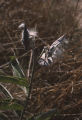 California milkweed