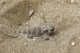 Coast horned lizard