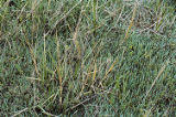 Dwarf saltwort and California cordgrass