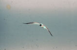 Laughing gull